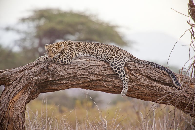 Wildlife Safaris